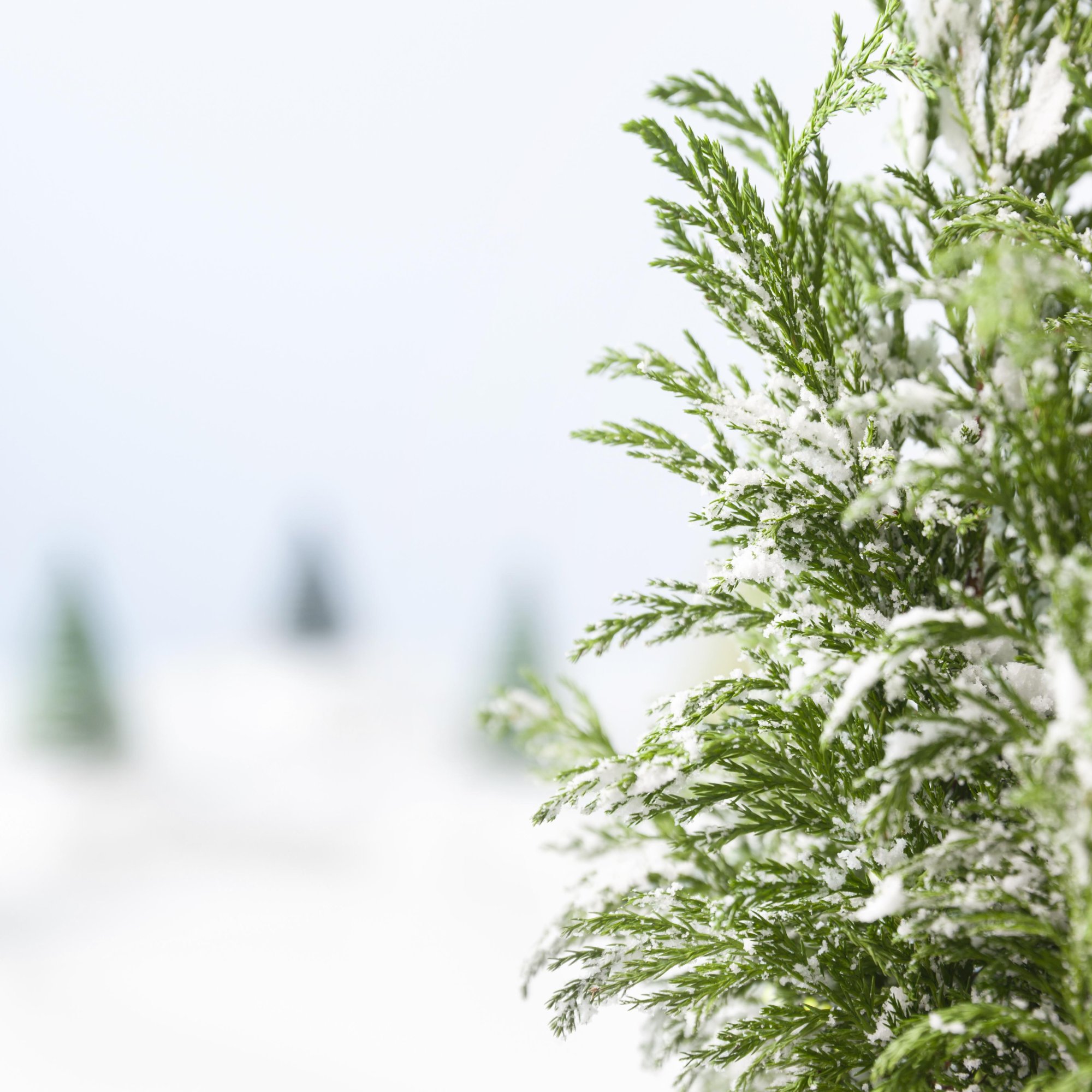 Как защитить корни деревьев и кустарников зимой: советы по утеплению Как защитить корни деревьев и кустарников зимой: советы по утеплению