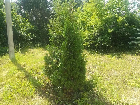 Туя западная