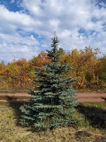 Ель колючая голубая крупномеры